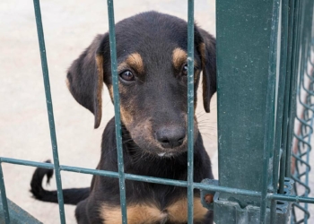 Sahipsiz köpeklerin yeri neresi?