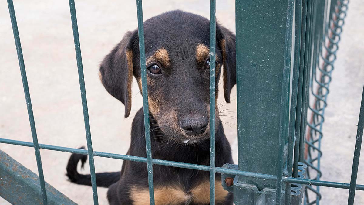 Sahipsiz köpeklerin yeri neresi?