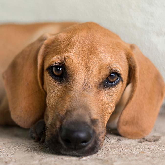 Sahipsiz köpeklerin yeri neresi?