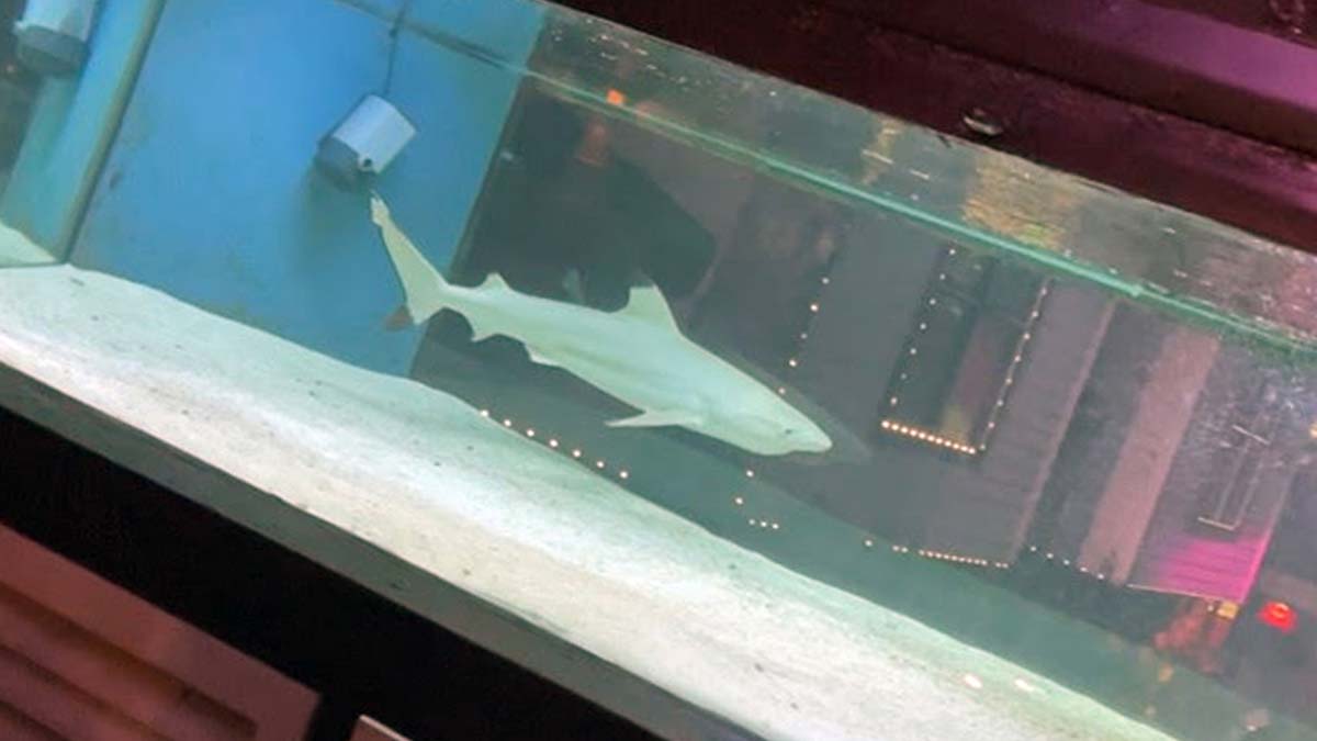 Diskotekteki köpek balığı 'hassas' tür