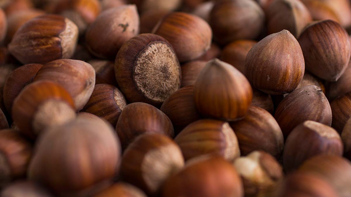 Ferrero Fındık’tan aralık ayı tarımsal uygulama önerileri