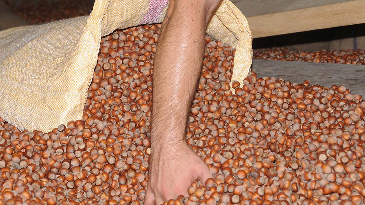 Fındığın fiyatı 30 liraya geriledi