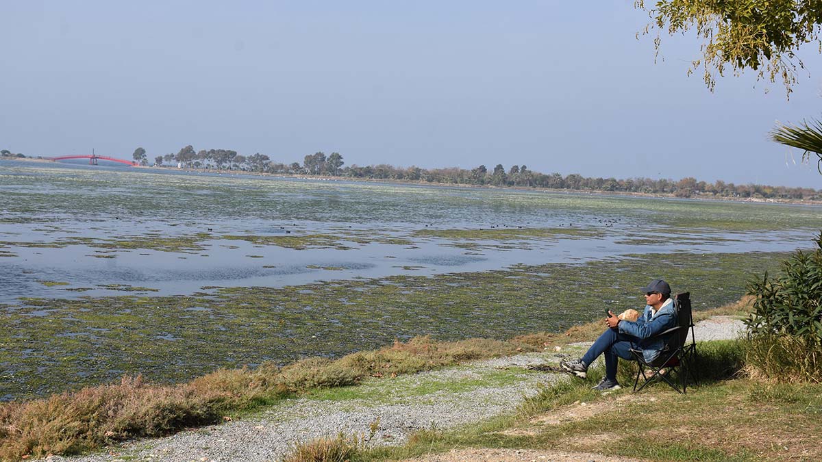 Deniz marulları havaların soğumasıyla yok oldu