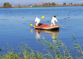 İsrail'de kuş gribinden 5000 göçmen turna öldü