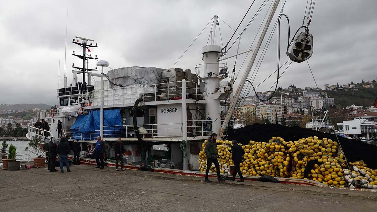 Hamsi yasal sınırın altında avlanıyor