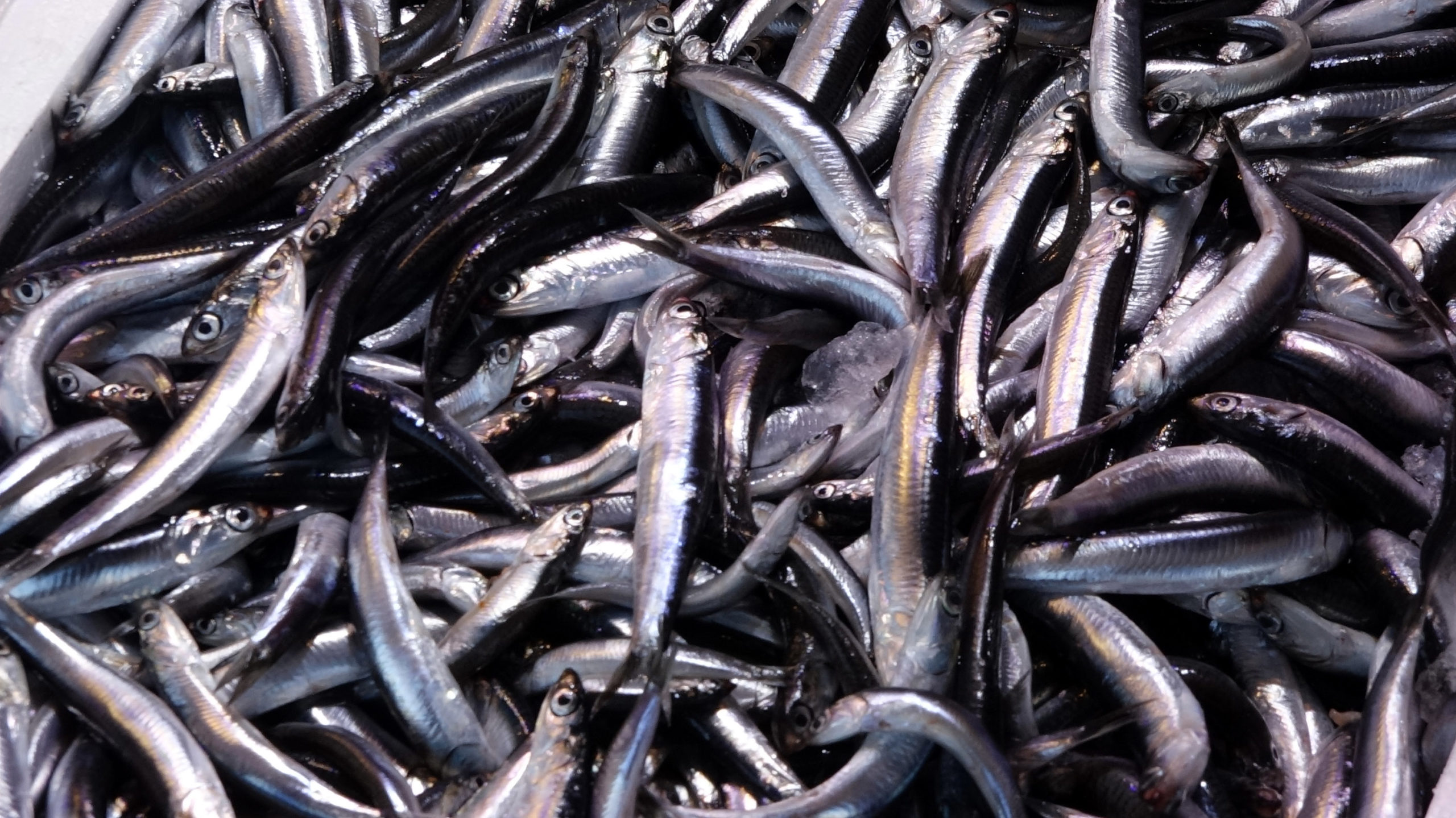 Sezon başında bolca avlanan ve balıkçıların yüzünü güldüren hamsi bu sezon erken tükendi.