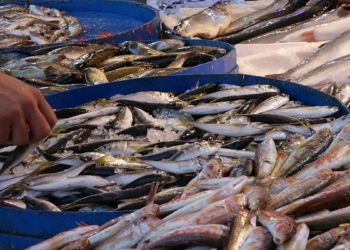 Karadeniz'de hamsi bu sezon erken tükendi