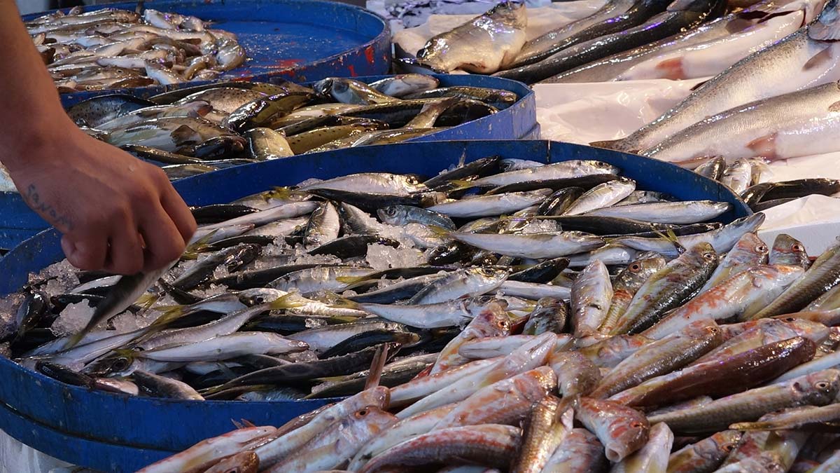 Karadeniz'de hamsi bu sezon erken tükendi