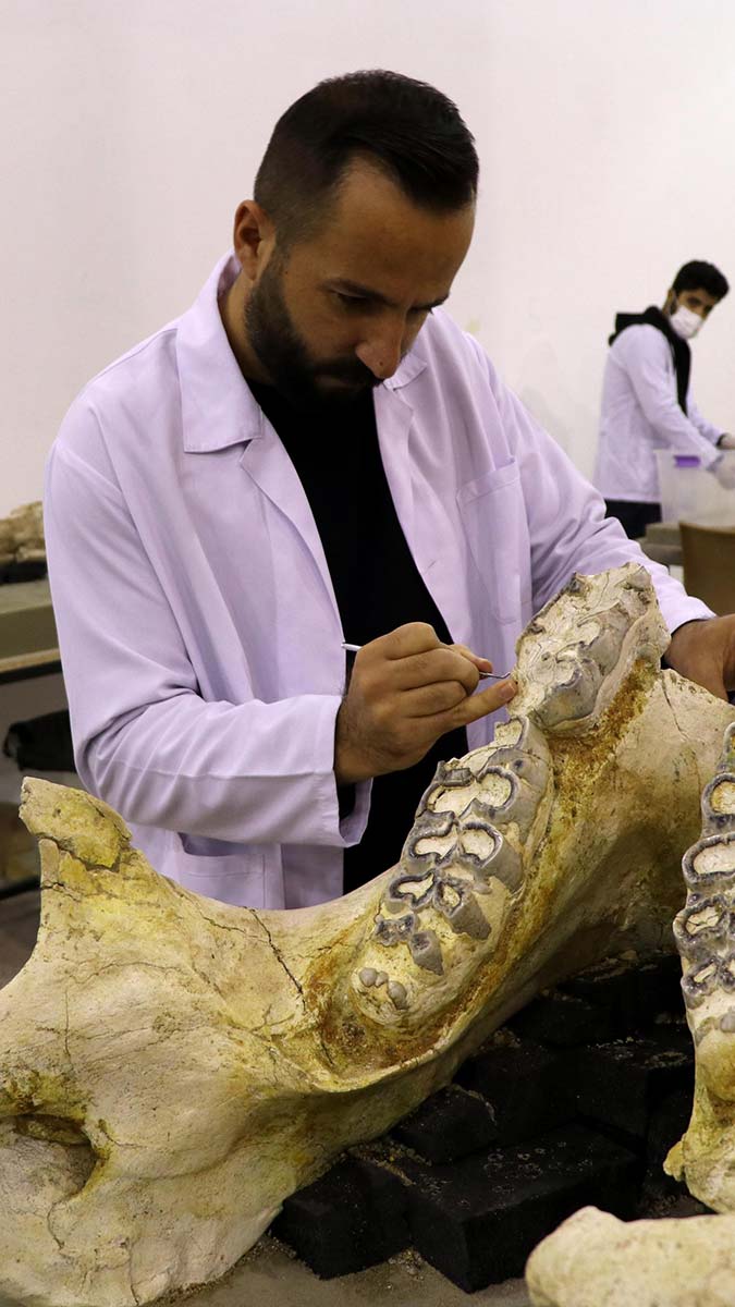 7.5 milyon yıllık bine yakın fosil bulundu