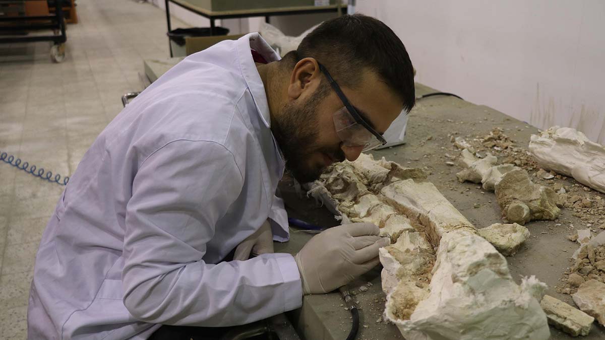 Kayseri’de 3 yıllık kazılarda 7,5 milyon yıllık bine yakın fosil bulundu. Bulunan fosillerin örnekleri ile kıyaslandığında daha büyük ve daha iyi korunduğu dile getirildi.