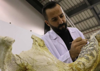 7.5 milyon yıllık bine yakın fosil bulundu