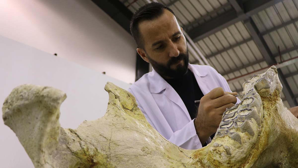 7.5 milyon yıllık bine yakın fosil bulundu