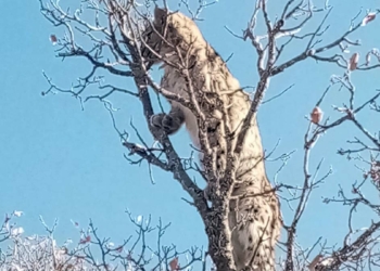 Köpeklerden kaçan vaşak ağaca tırmandı