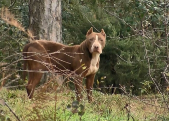 Ormanlar yasaklı köpek ırkları ile doluyor