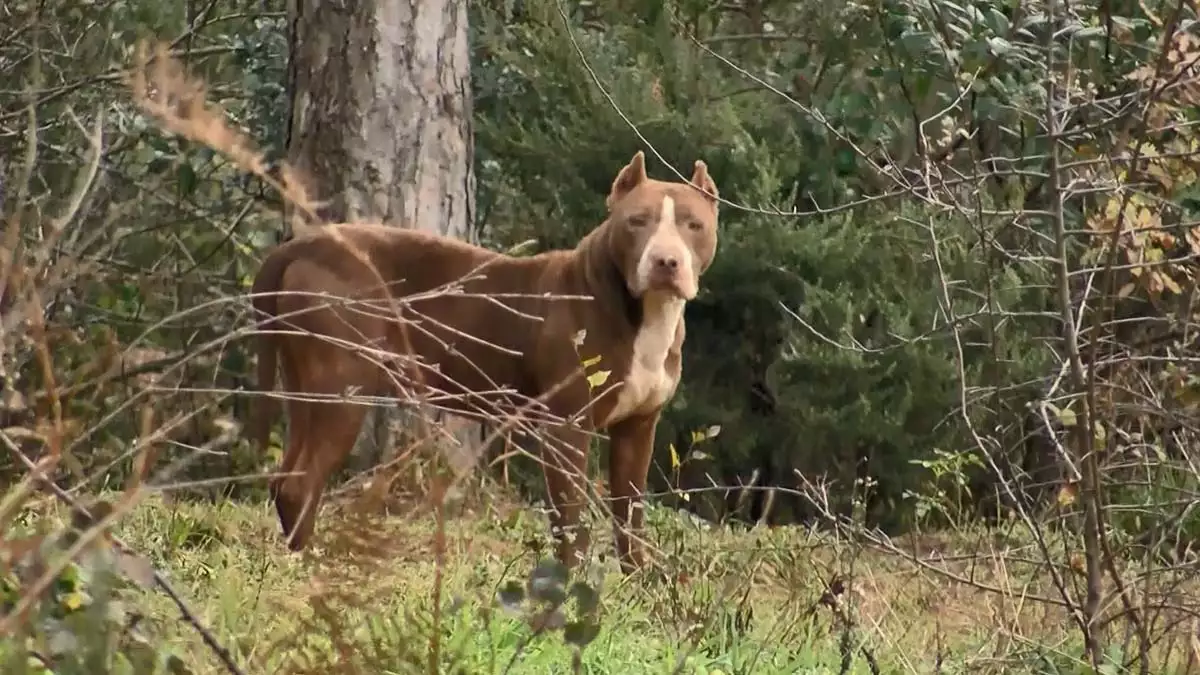 Ormanlar yasaklı köpek ırkları ile doluyor