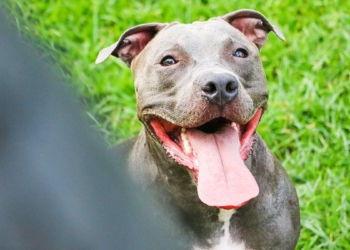 Yargıtay'dan Pitbull kararı
