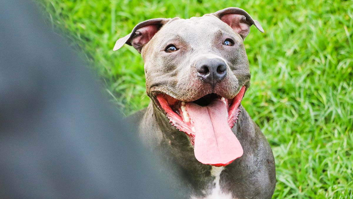 Yargıtay'dan Pitbull kararı