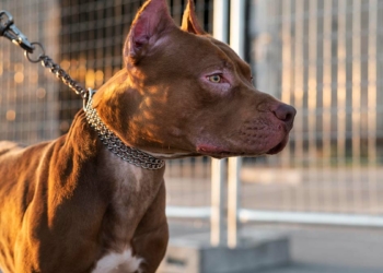 Tehlikeli köpekleri başıboş bırakanlara ceza