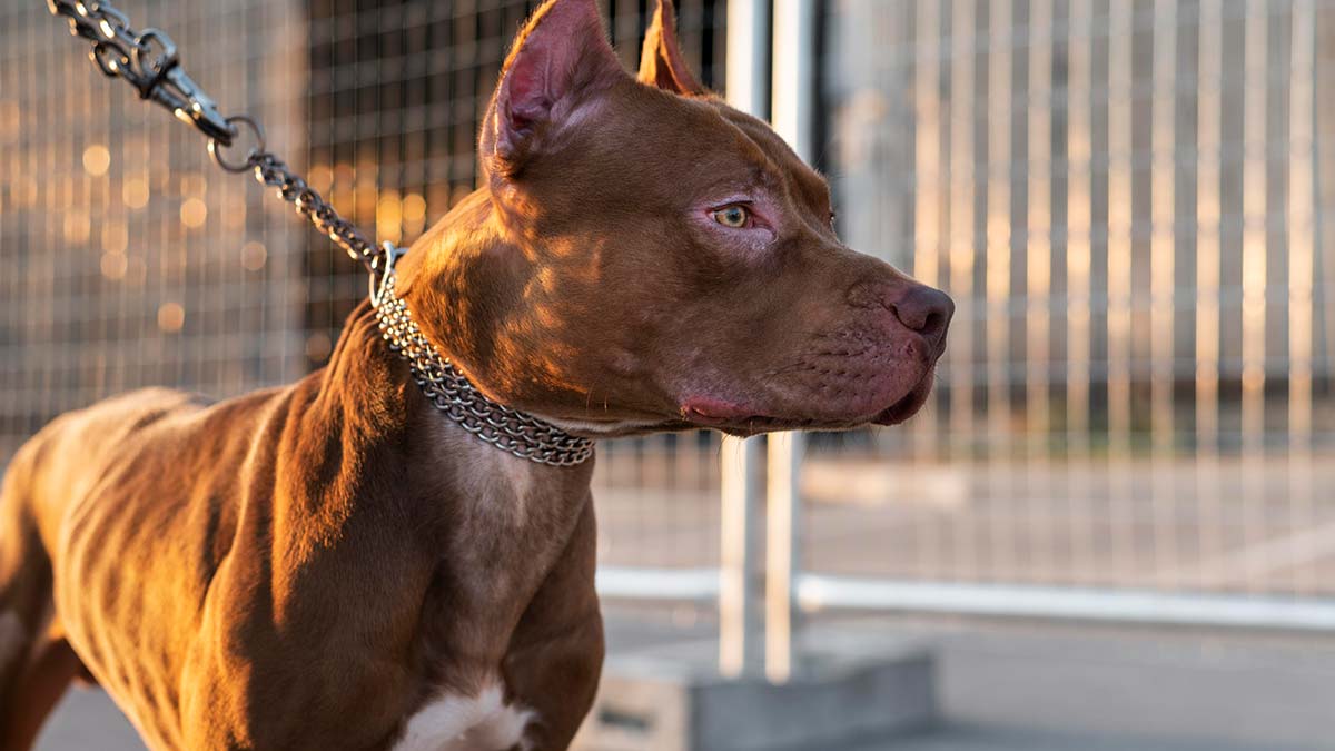 Tehlikeli köpekleri başıboş bırakanlara ceza