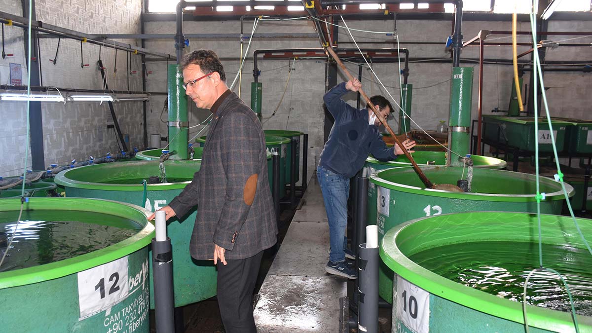 Levreklerde ölümcül hastalık türü saptandı