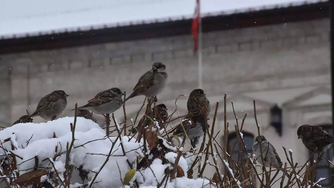 Sivas'ta kar yağışı; 39 köy yolu kapandı