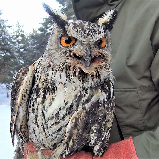 Uçamayan puhu kuşu doğaya salındı