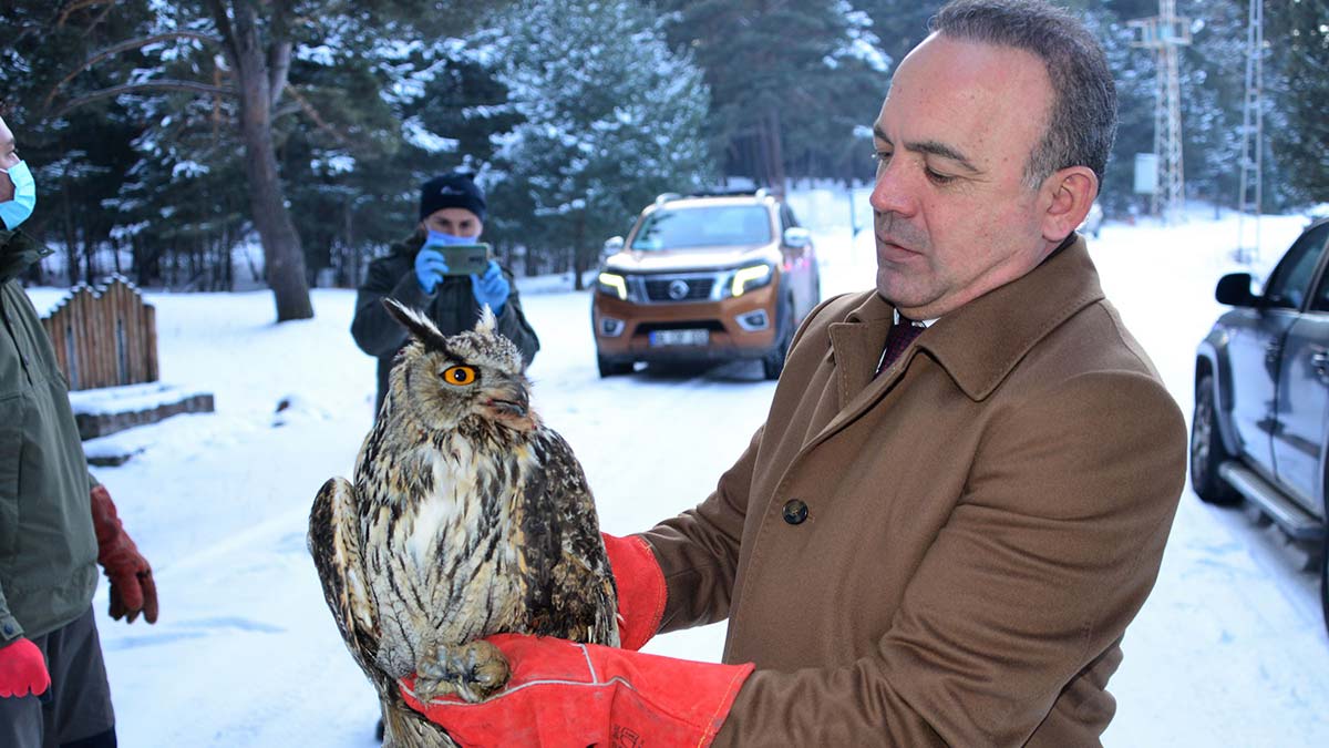 Uçamayan puhu kuşu doğaya salındı