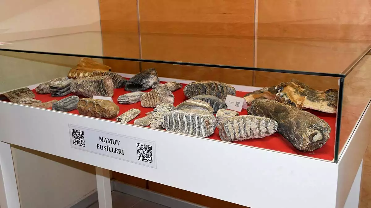 Tekirdağ'da ‘alemin mazisinden, ademin mazisine- geçmişin i̇zinde’ adlı sergi açıldı. Sergide, 28 bin yıllık mamut fosilleri sergilendi.