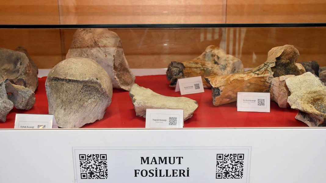 28 bin yıllık mamut fosilleri sergilendi