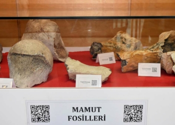 28 bin yıllık mamut fosilleri sergilendi
