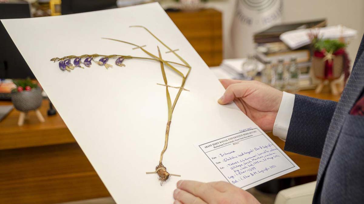 Türkiye'ye özgü yeni kılıç otu türü keşfedildi