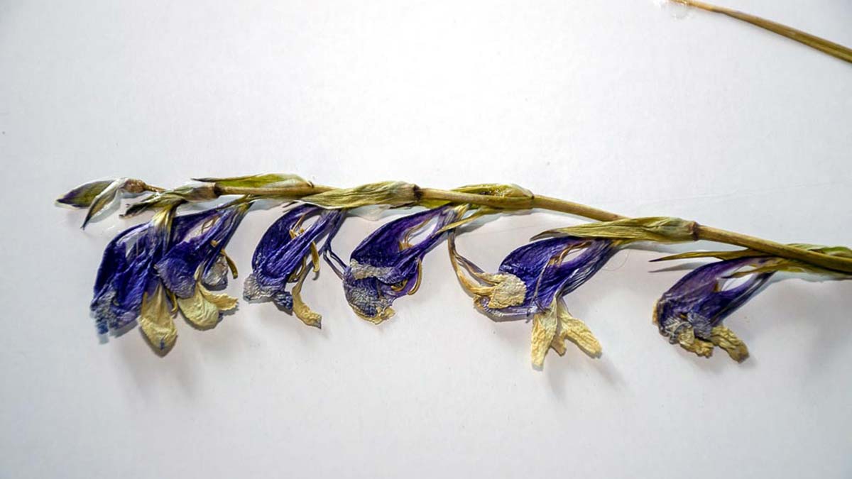 Bolu Abant İzzet Baysal Üniversitesi (BAİBÜ) Öğretim Üyesi Doç. Dr. İsmail Eker, Türkiye'ye özgü yeni kılıç otu türü keşfettiklerini söyledi.