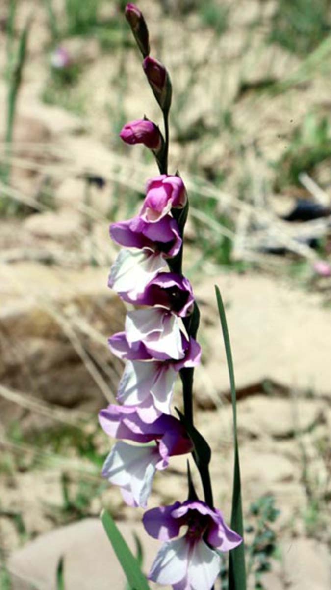 Türkiye'ye özgü yeni kılıç otu türü keşfedildi