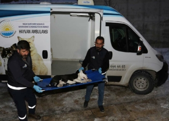 Pitbull cinsi köpekler sokağa terk edildi