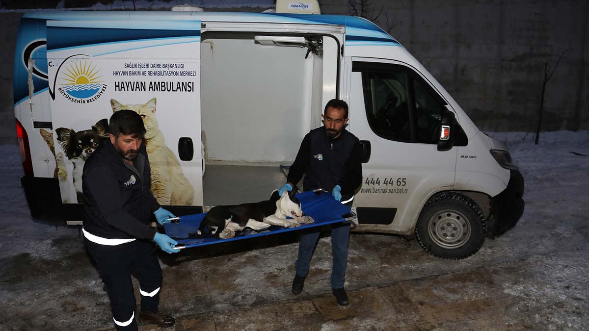 Pitbull cinsi köpekler sokağa terk edildi