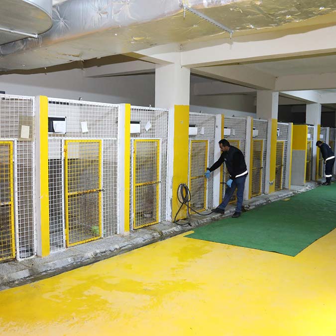 Pitbull cinsi köpekler sokağa terk edildi