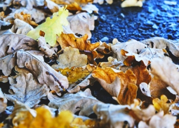 Gölge Adam: Bir akşam üzeri