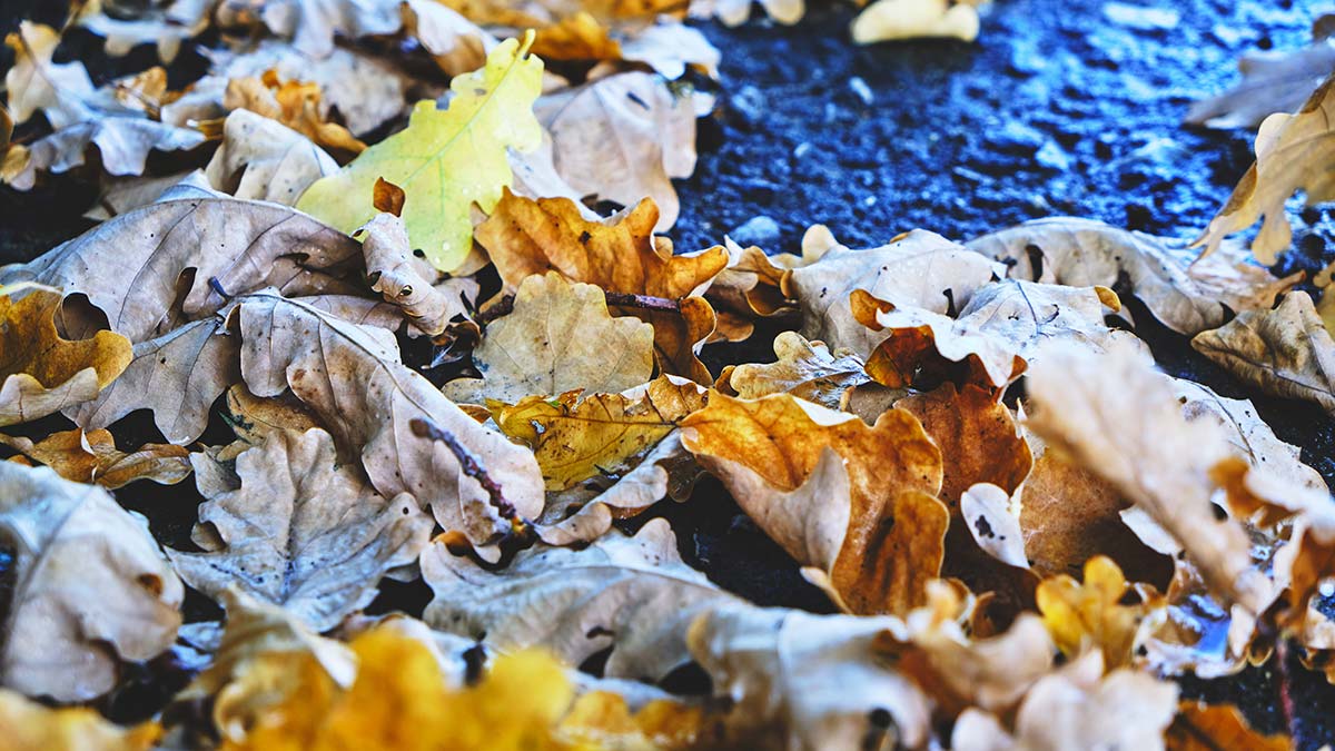 Gölge Adam: Bir akşam üzeri