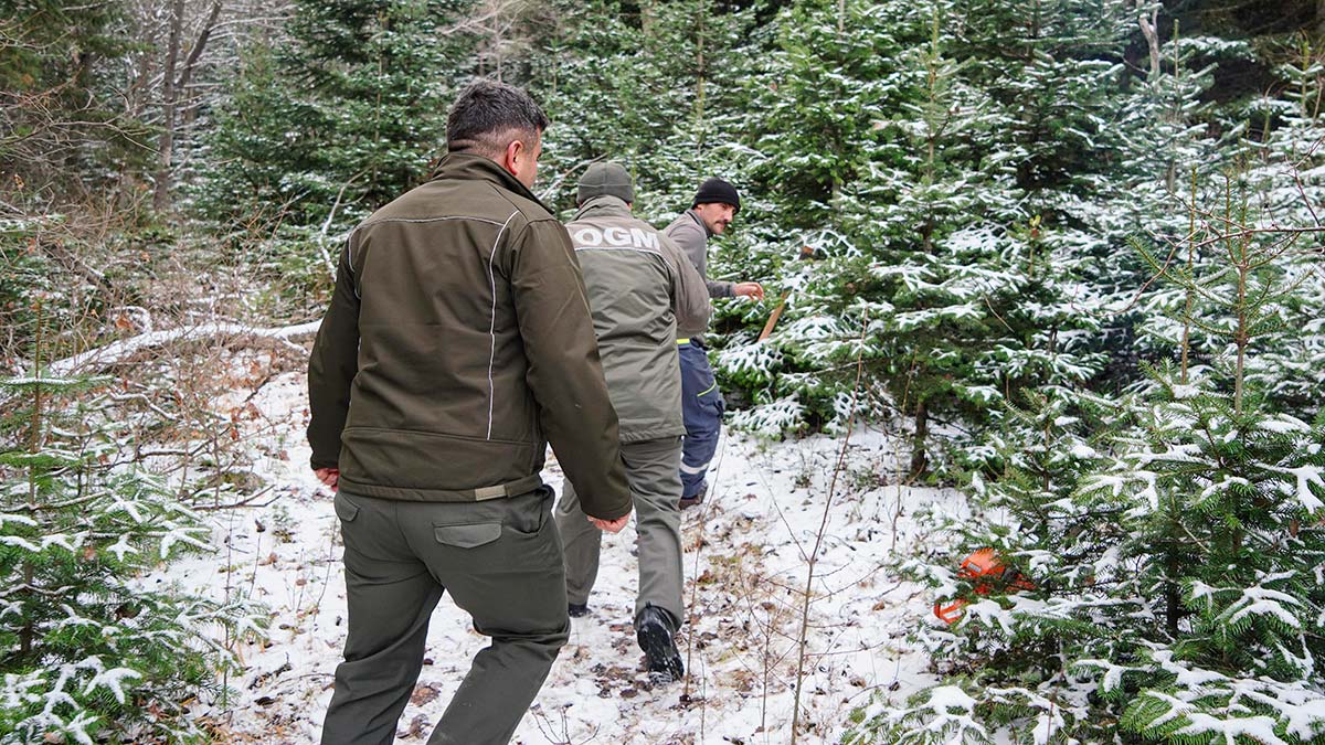 Kaçak çam ağacı kesimine sıkı denetim