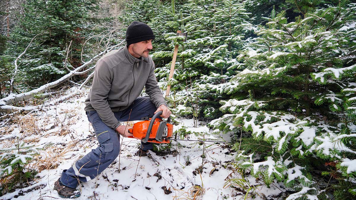 Kaçak çam ağacı kesimine sıkı denetim