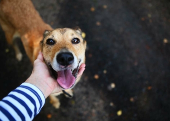 Hangimiz daha insan?