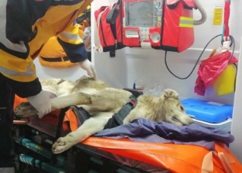 112 ekibi yaralanan köpeği yaşatmak için çalıştı