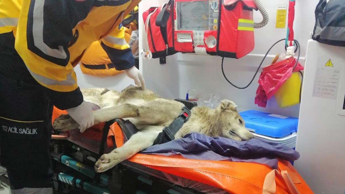 112 ekibi yaralanan köpeği yaşatmak için çalıştı