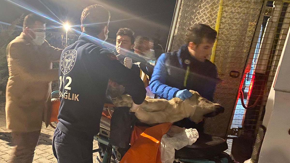112 ekibi yaralanan köpeği yaşatmak için çalıştı