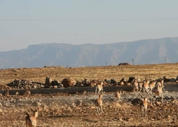 120 yaban hayvanı doğaya bırakıldı