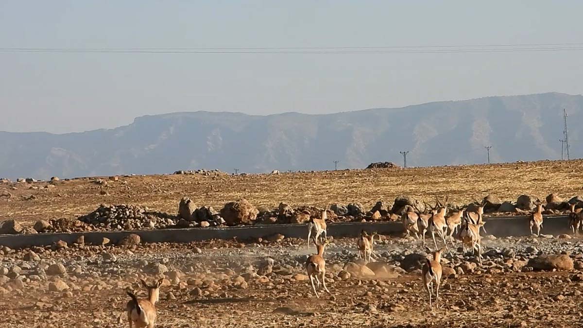 120 yaban hayvanı doğaya bırakıldı