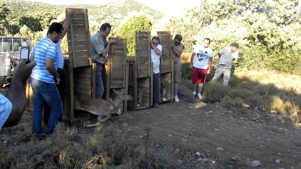 120 yaban hayvanı doğaya bırakıldı