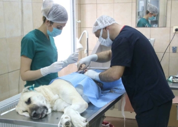 22 bin 469 sokak hayvanına tedavi