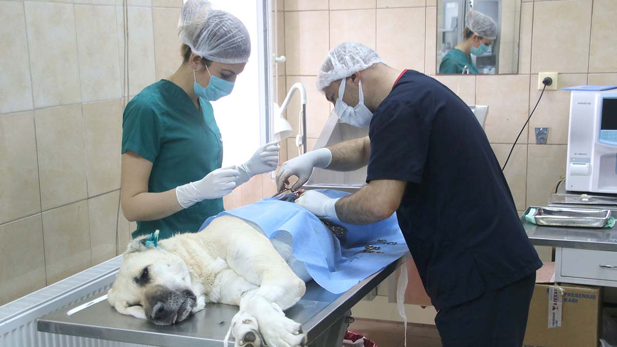 22 bin 469 sokak hayvanına tedavi