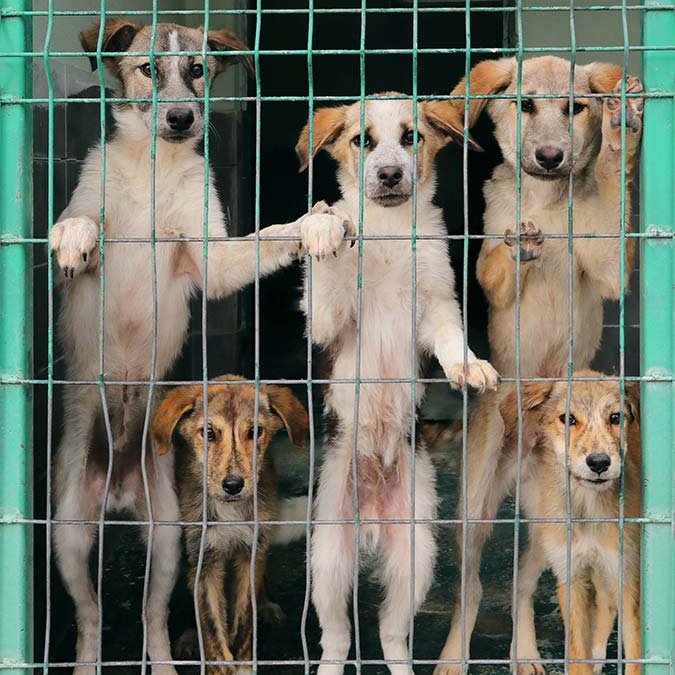 22 bin 469 sokak hayvanına tedavi